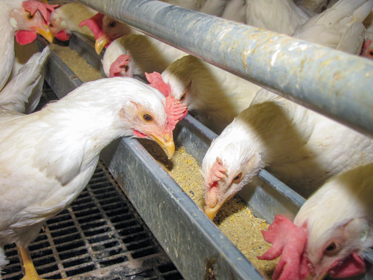 Un contrôle régulier du niveau des mangeoires aide à bien régler l’alimentation. 