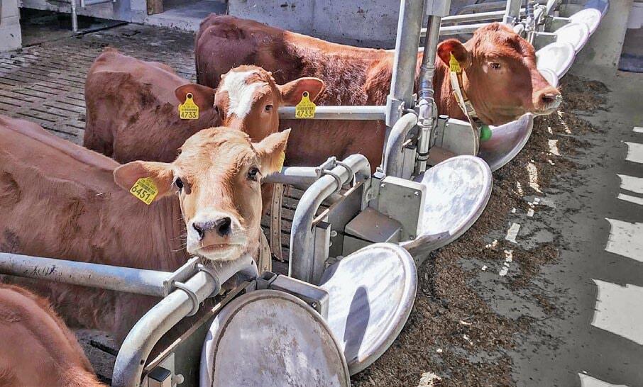 L’étable d’essai du Strickhof permet de gérer l’affouragement de manière à ce que chaque animal ait une place réservée au cornadis.