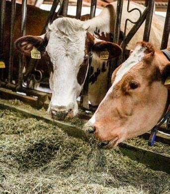 Alimentation des ruminants en bio dès 2022