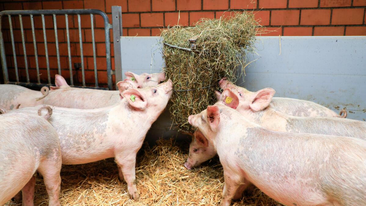 100 Prozent Bio-Rohwaren: Das gilt für Bio-Mastschweine seit dem 1. Januar 2022. In einem Jahr gilt diese Regel für alle Bio-Schweine ausser für Ferkel.