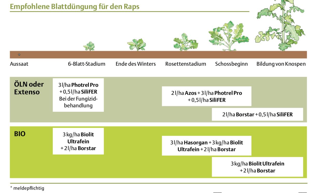 Strategisch den Raps dngen