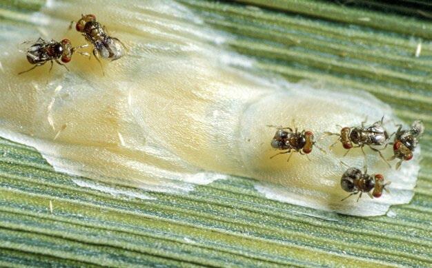 Trichogramma-Schlupfwespen parasitieren die Eigelege des Maiszünslers.