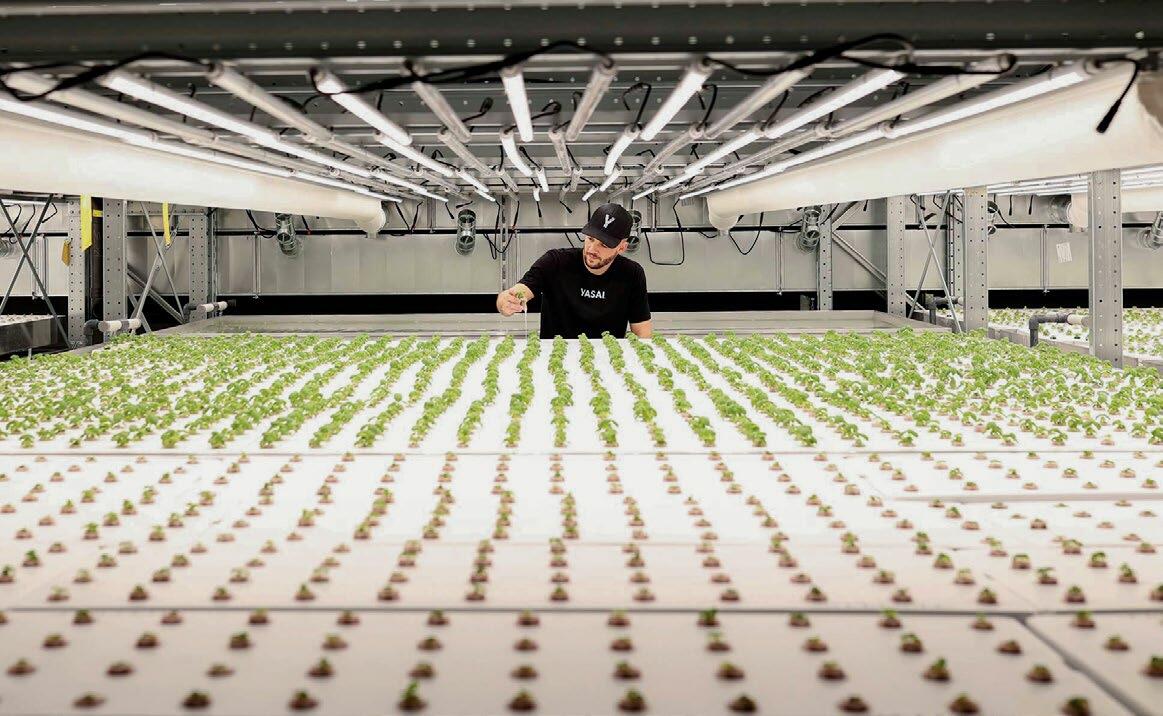 Die Entwicklung der jungen Basilikumpflanzen wird durch den Agronomen Tobias Beeler, Produktionsleiter der Pilotfarm von Yasai, geprüft.