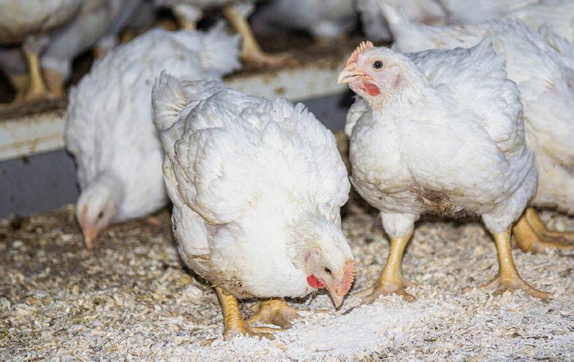 Die Mastpoulets bei Merciers. Am Boden erkennt man das Pulver Hasolit B.
