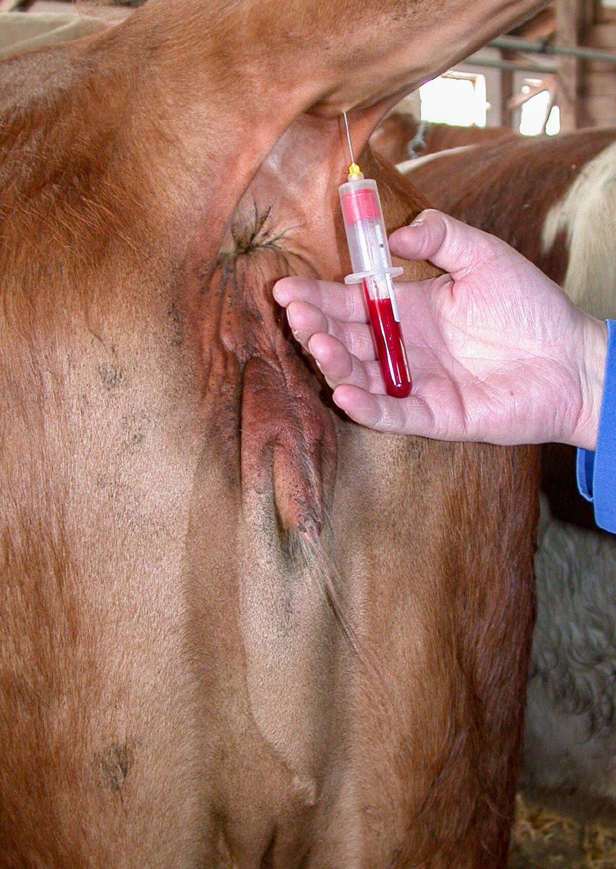 Chez les vaches, les prélèvements sanguins sont généralement réalisés au niveau des vaisseaux de la queue. 