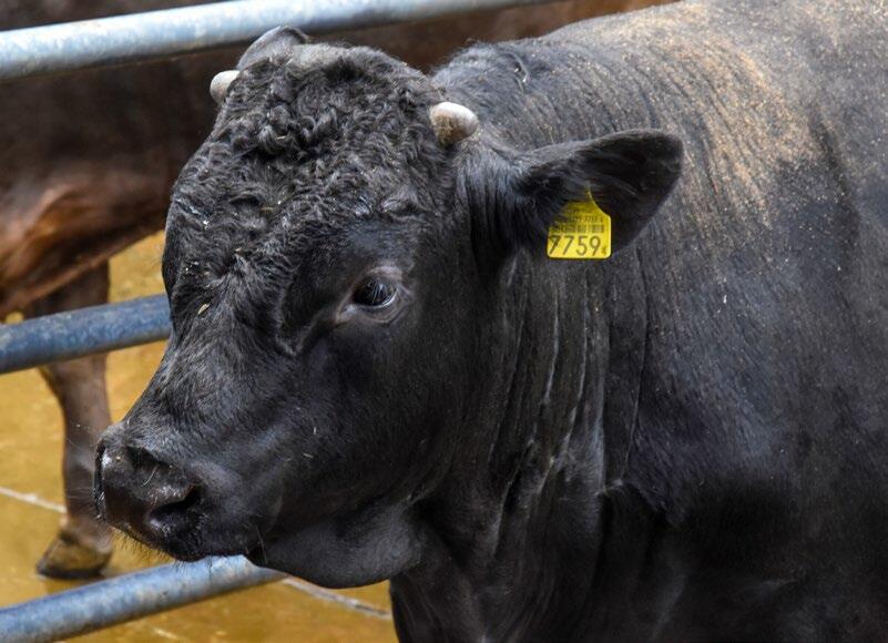 L’âge à l’installation influence la taxation ultérieure une fois l’animal devenu adulte. Plus les veaux sont âgés au moment de leur installation et plus...