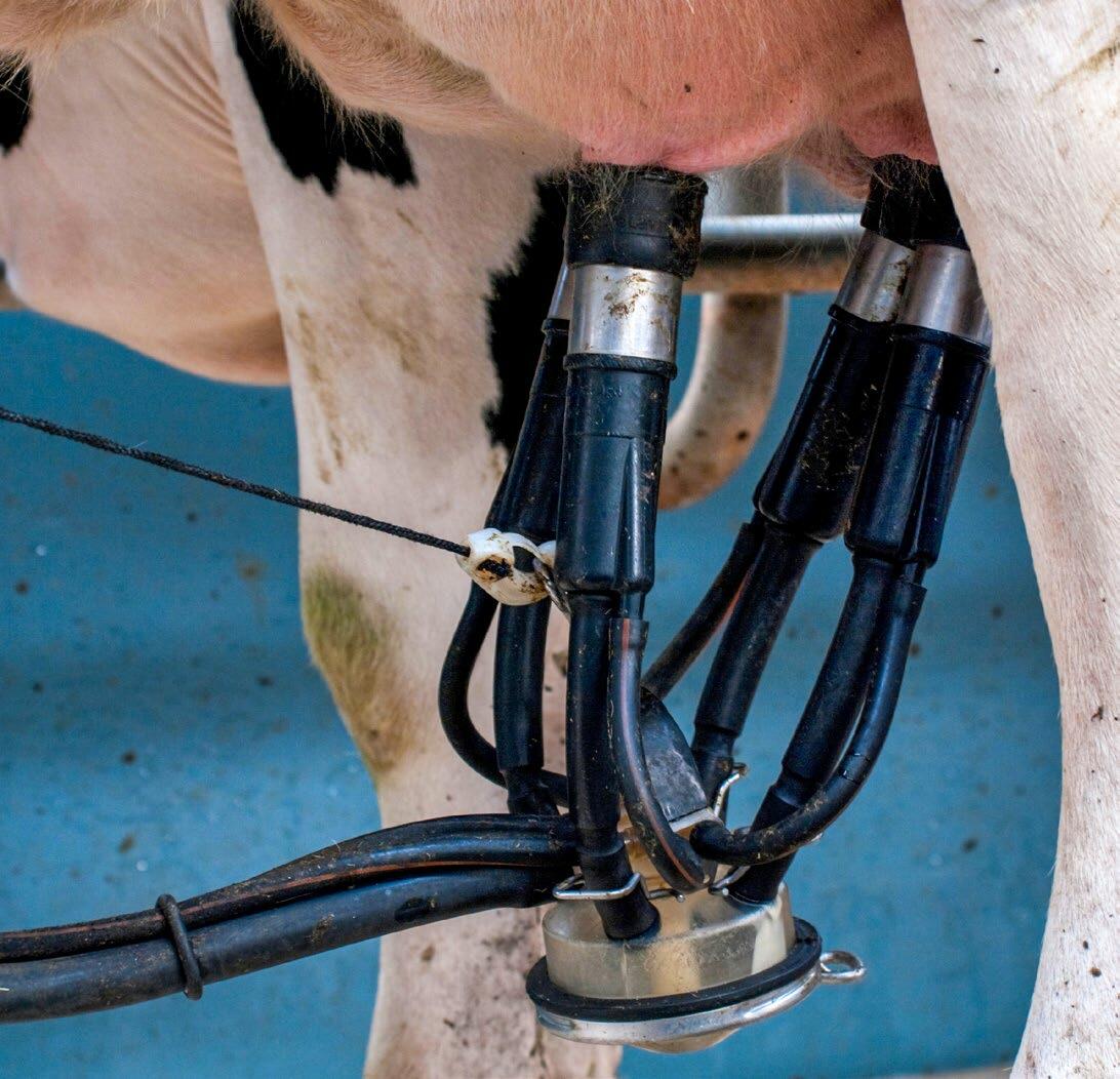 Il n’est pas rare que les vaches aient encore une production laitière élevée en fin de lactation. La méthode de la traite partielle a tout son sens avec...