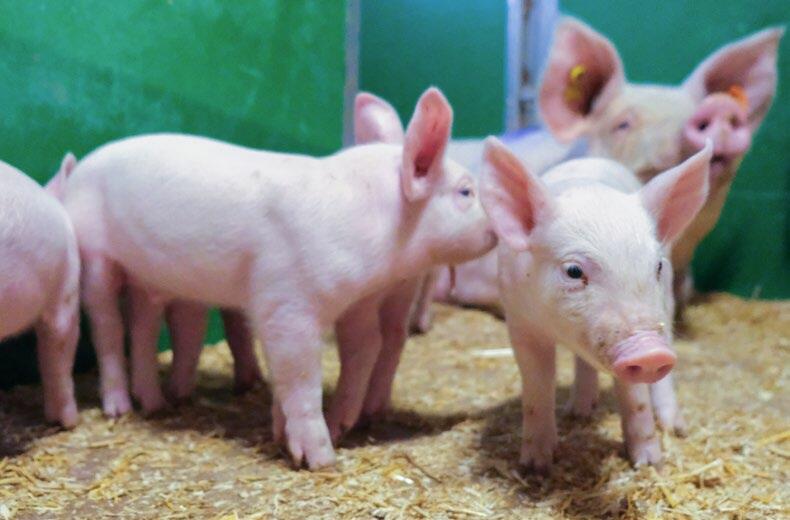 Depuis 2015, les pertes de porcelets ont baissé et sont passées de 13,1% à 10,9%.