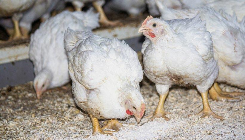 Poulets d’engraissement chez les Mercier. Sur le sol, on constate que Hasolit B Poudre a été épandu.
