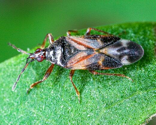 Die Blumenwanze (Anthocoris nemoralis ) ist nützlich, da sie sich räuberisch von Birnenblattsaugern ernährt . 