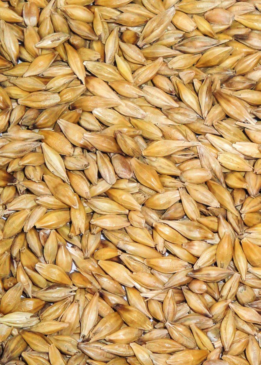 Dieses Jahr ist die Qualität des Getreides sehr heterogen. Lieferungen mit viel «leichter» Gerste (linkes Bild) sind keine Seltenheit. 