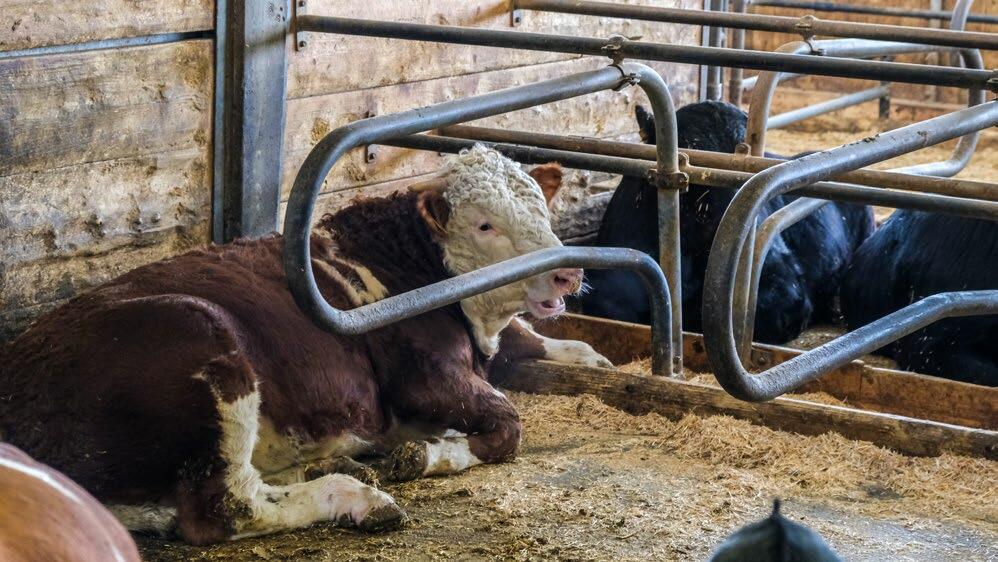 Tiere in Ställen mit Liegeboxen haben eine bessere Fettabdeckung als in anderen Stallsystemen. Bild: UFA AG
