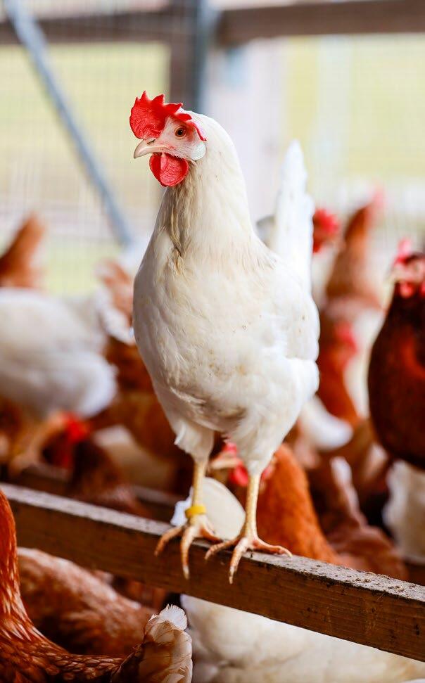 Für Geflügelbetriebe hat die Massentierhaltungsinitiative direkte Auswirkungen: Statt 18 000 Legehennen dürften nur noch zwei Stalleinheiten zu je 2000...