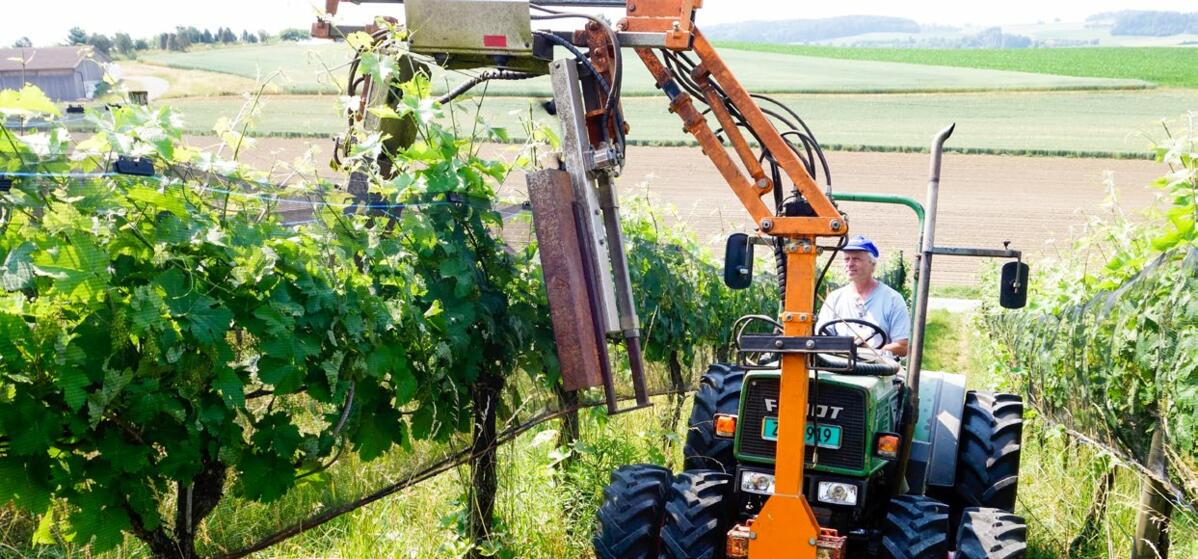 En mai et juin, la vigne pousse à une vitesse phénoménale, car les feuilles produisent beaucoup de sucre grâce à la photosynthèse. 