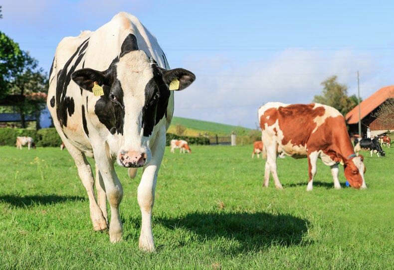 Le stress thermique est un facteur non négligeable d’acidose subaiguë.