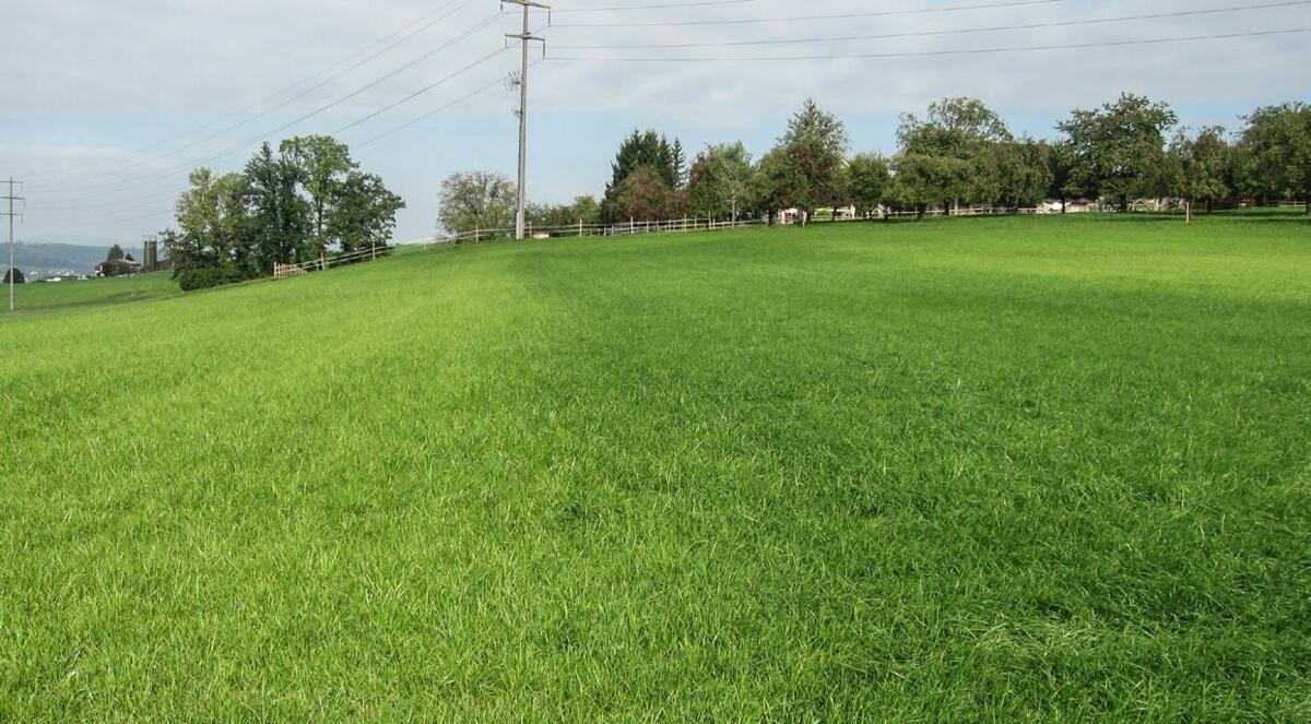 Im Grünland zeigt sich bei Schwefelmangel eine einheitlich gelbgrüne Chlorose. Oft ähneln die Symptome denen von Stickstoffmangel, doch sind bei Schwefe...