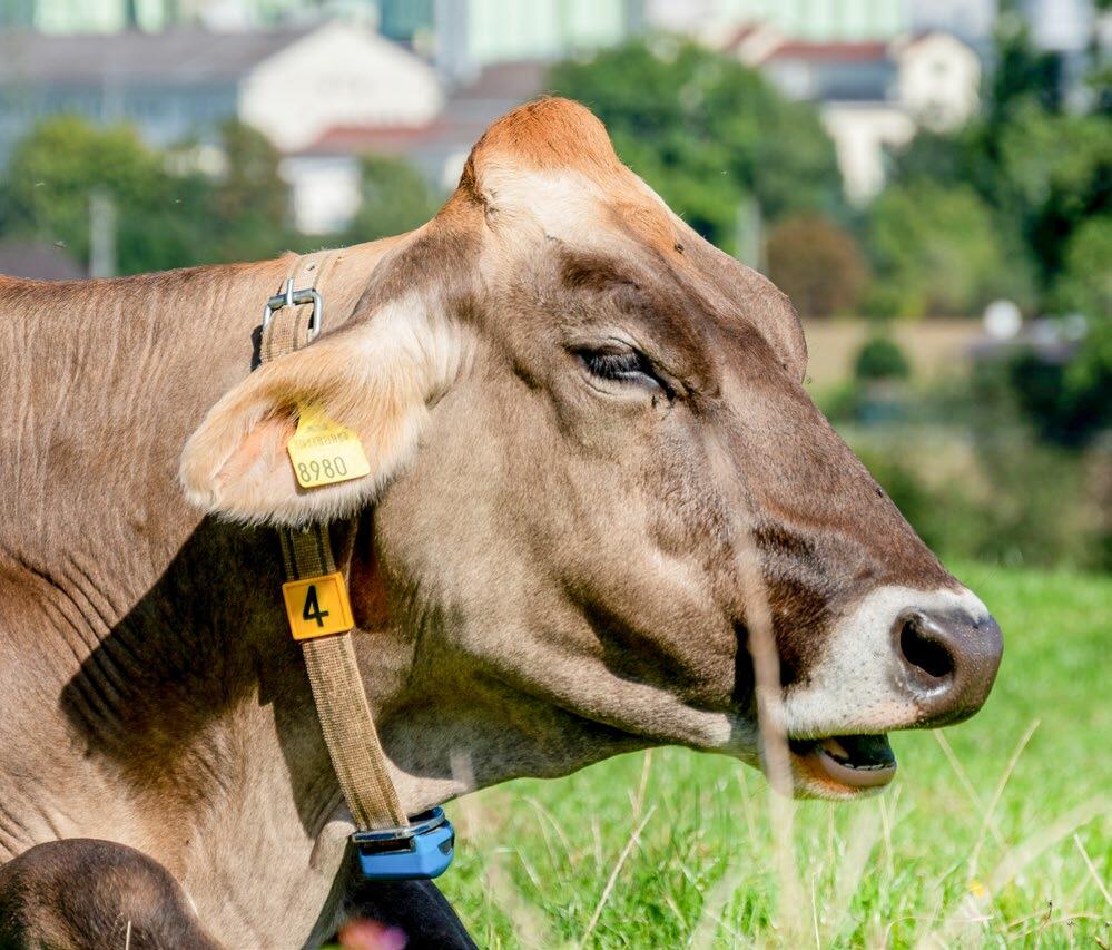 Eine genügende Wiederkäuaktivität ist wichtig, damit der Pansen nicht übersäuert.