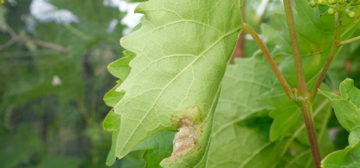Pour empêcher la croissance du champignon, la vigne laisse mourir les tissus autour de l’endroit où ce dernier a pénétré.