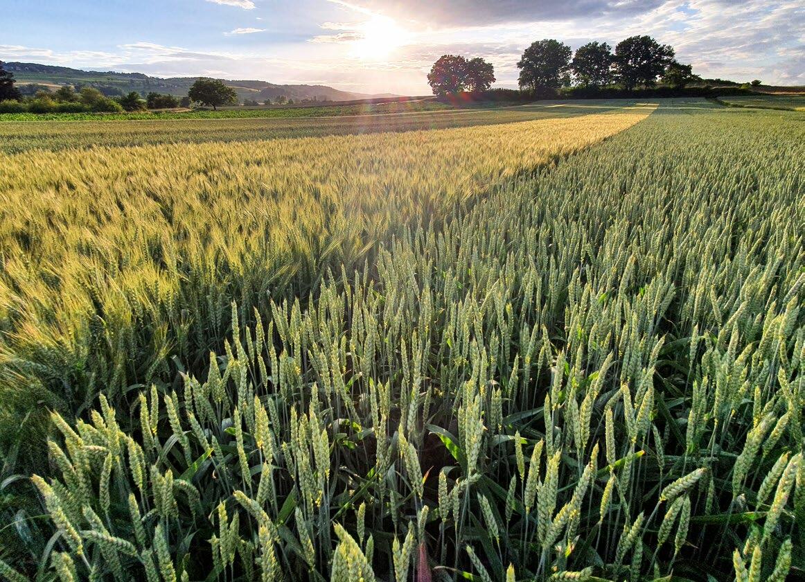 Photo de la plateforme d’innovation à Bünzen. Les nouvelles variétés convainquent par leurs bonnes résistances aux maladies mais aussi à la verse.