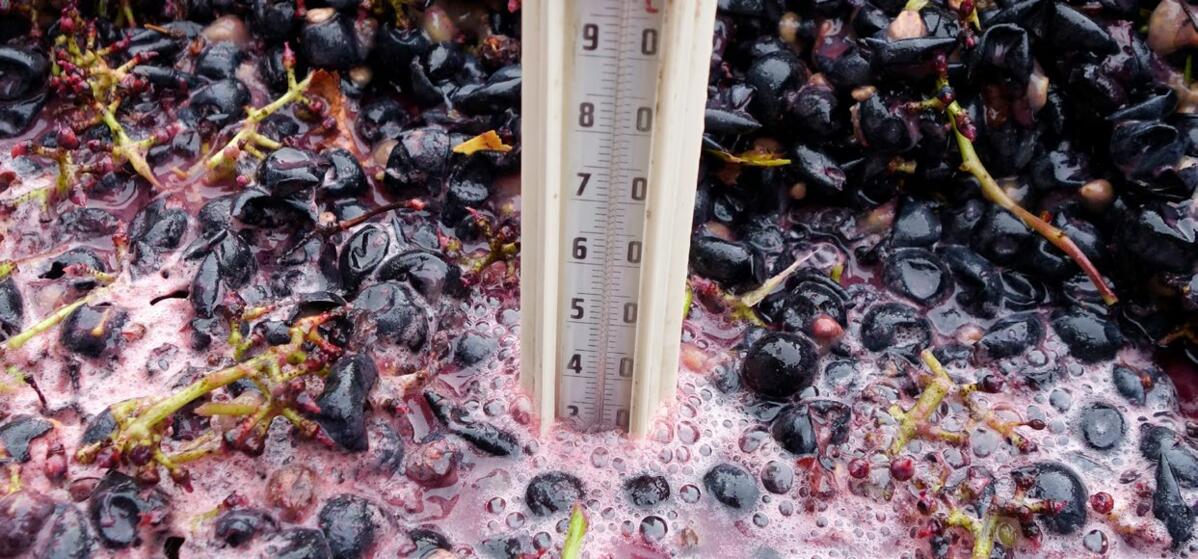 Rotweine werden als Maische, Weissweine hingegen als Saft vergoren.