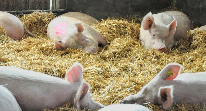 Les truies reproductrices doivent être affouragées correctement à chaque phase, y compris lorsqu’elles sont taries. 