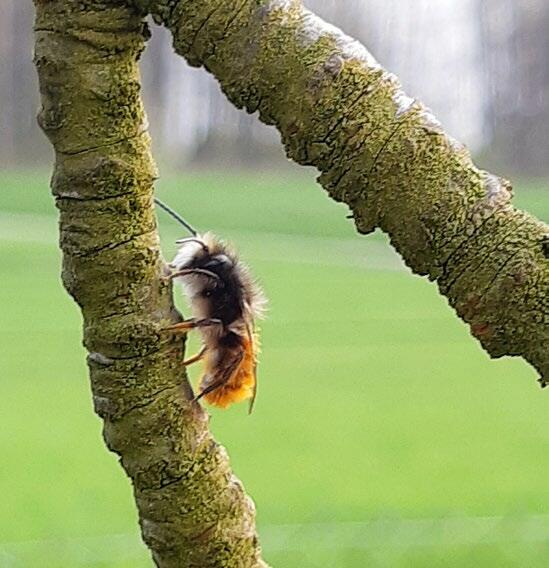 Der Begriff Wildbiene bezieht sich auf sämtliche Arten der Bienen mit Ausnahme der domestizierten Honigbiene (Apis mellifera).