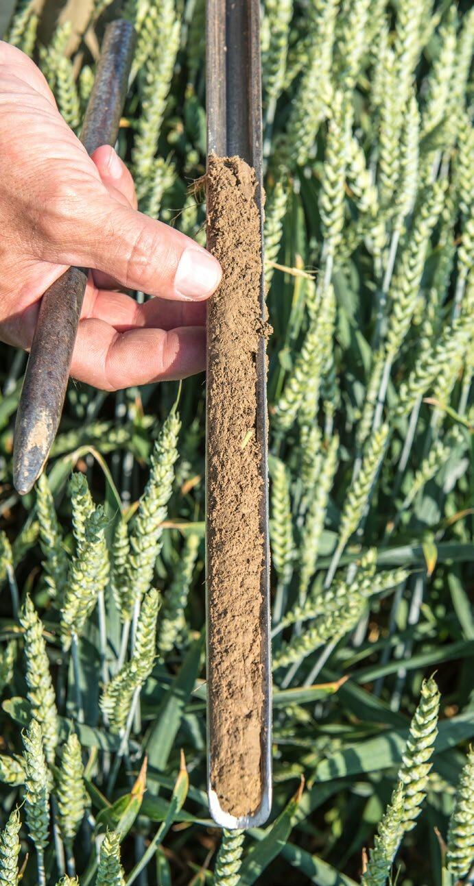 Für eine Bodenprobe in einer Parzelle 20 bis 30 Einstiche diagonal über das Feld machen und dann mischen. 