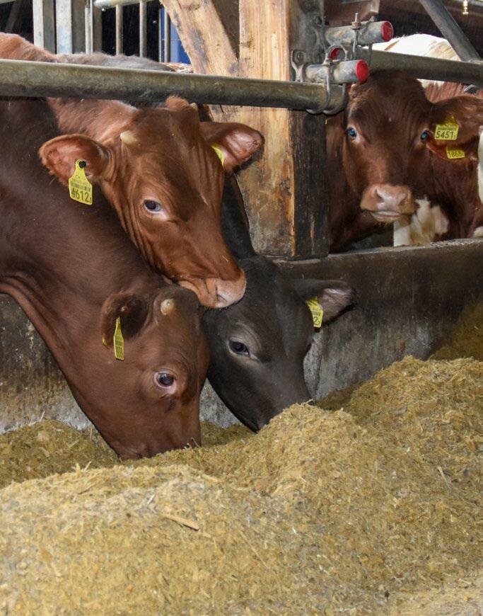 Die BG Löhr betreibt Grossviehmast und hat zusätzlich noch eine Angus-Mutterkuhherde. Aufgrund der Vorschriften von Swiss Black Angus müssen alle Mastti...
