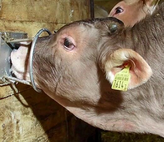 Angesäuerte Milchpulver eignen sich vor allem bei der Wasser-Pulver-Tränke.