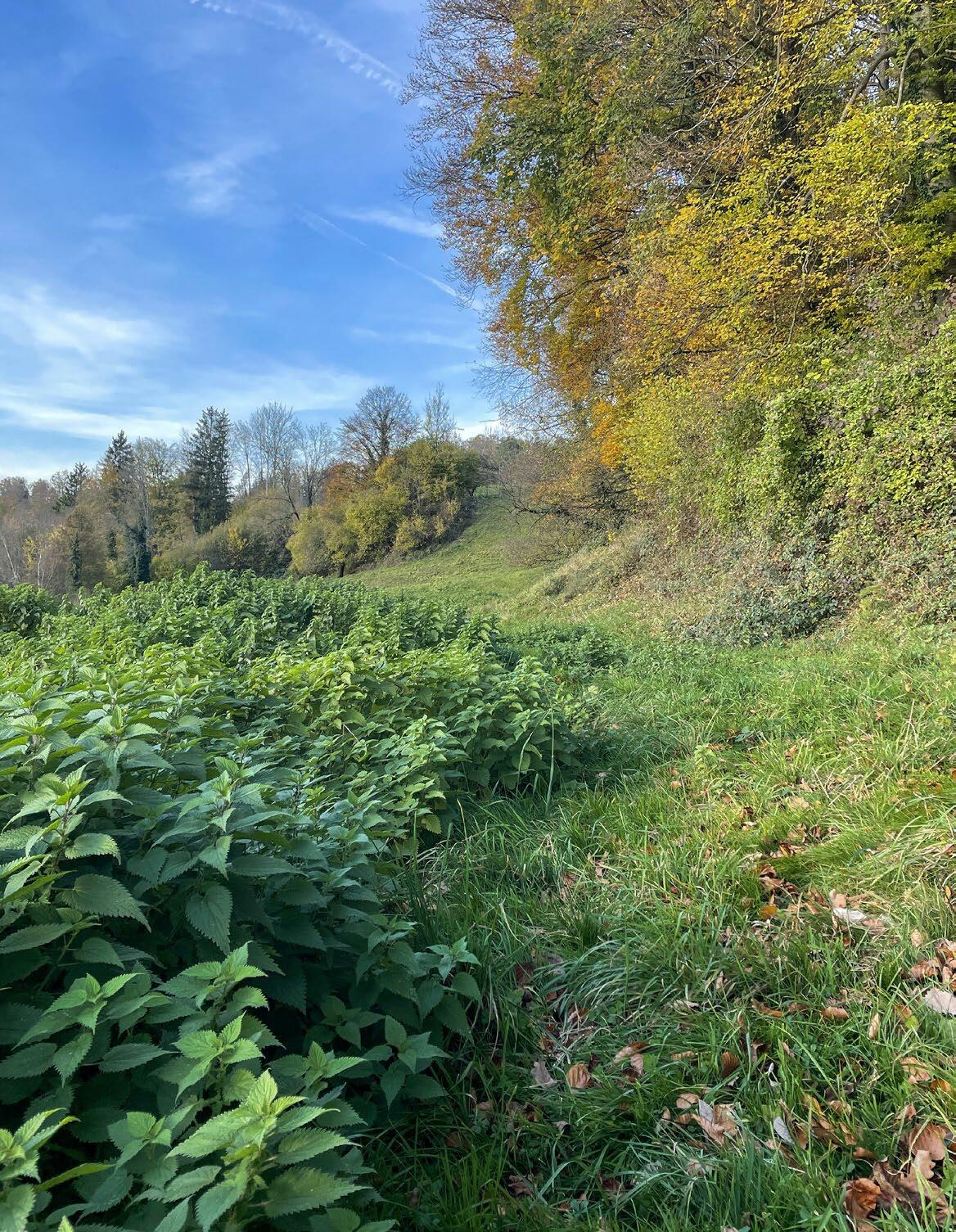 Wo der Wald anfängt und wo er aufhört, ist nicht immer einfach zu beantworten. Aufgrund von Nutzungskonflikten und Bodenknappheit gewinnen Fragen rund u...