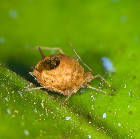 Momie de puceron parasité par un hyménoptère parasitoïde.