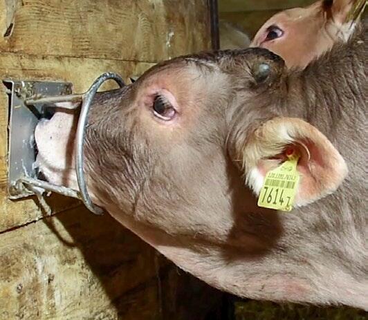 Les poudres de lait acidifiées conviennent surtout pour la buvée poudre-eau.