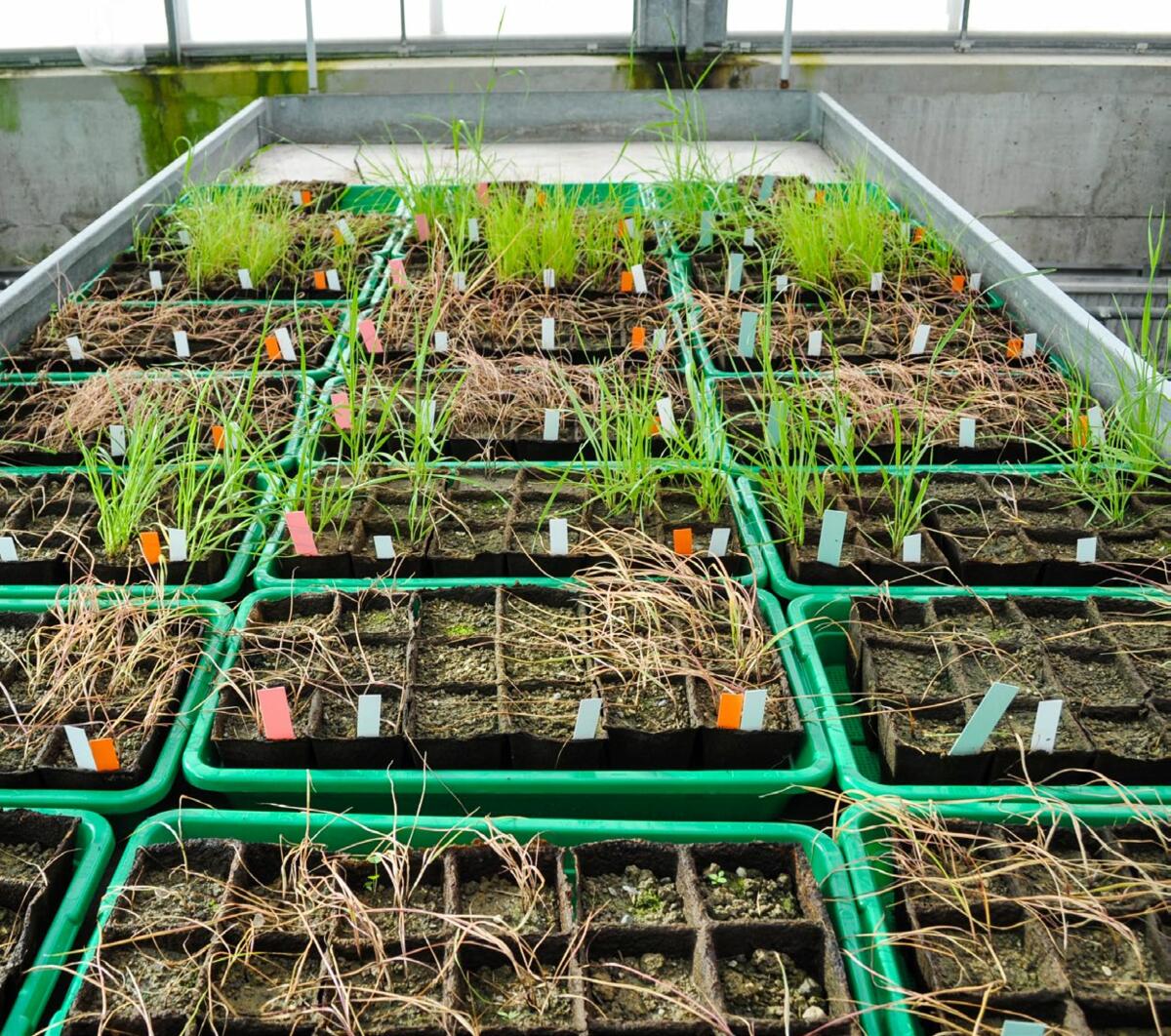 Des essais en serre sur des plantes de ray-grass montrent des individus résistants aux herbicides.