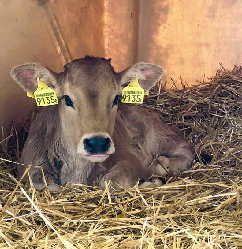 Besonders kleine Kälber liegen noch bis zu 90 Prozent des Tages, daher ist die Gesundheitsbeurteilung beim liegenden Kalb zentral.