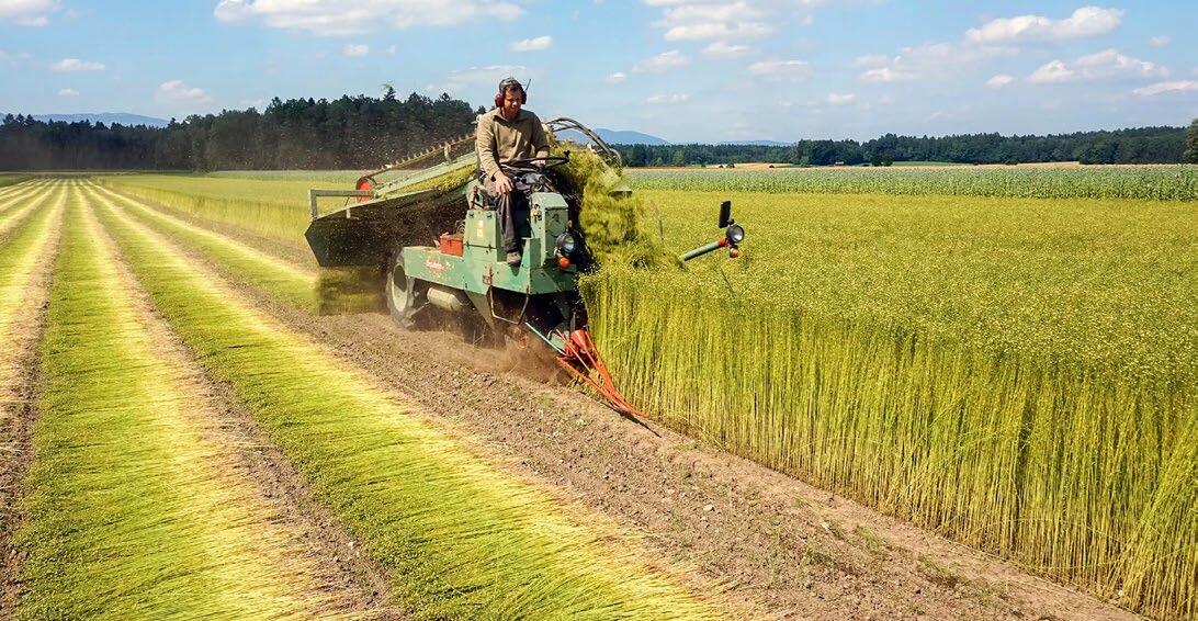 Während die ausgezupften Pflanzen samt Wurzeln in der Sonne «rösten», lösen sich die Fasern vom Holzteil und können danach gebrochen werden.