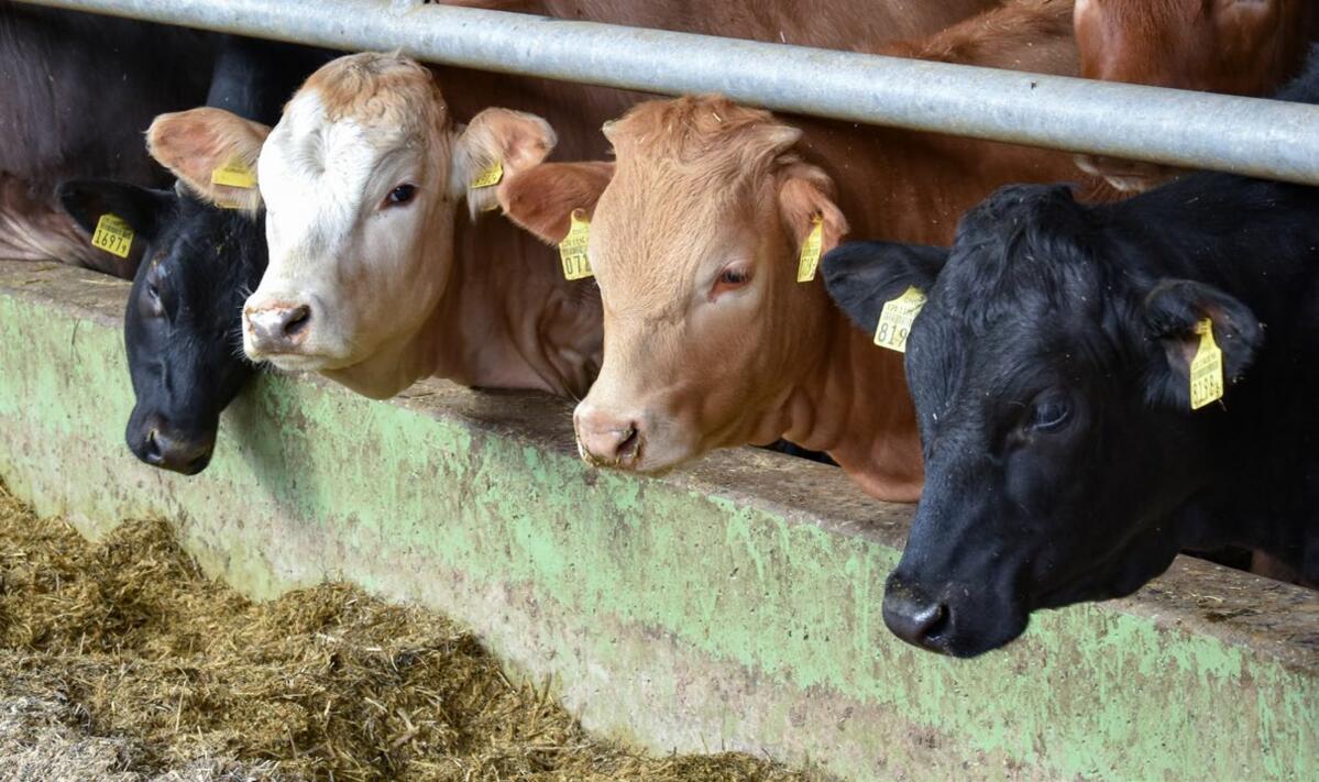 Toutes les races ne sont pas adaptées à l’engraissement intensif du gros bétail.