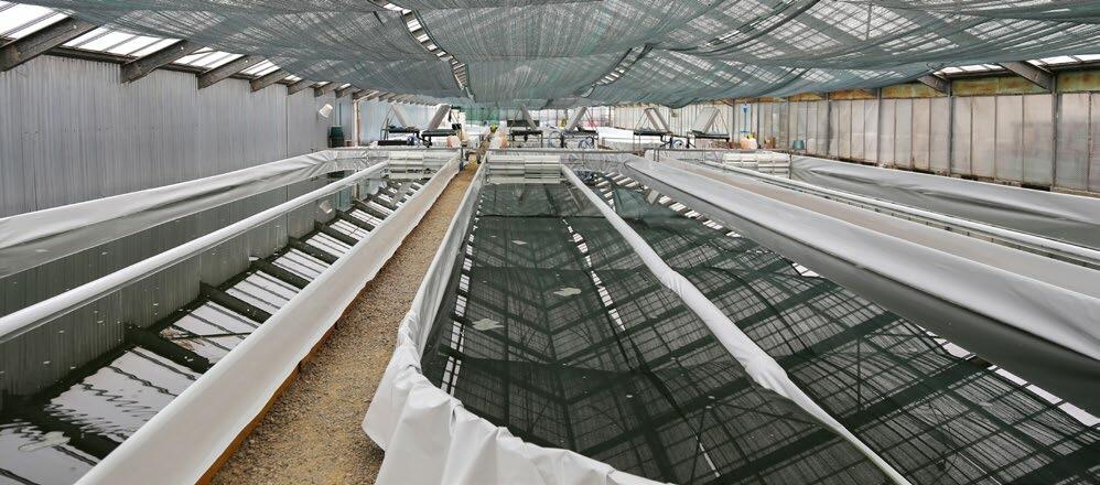 Depuis 2018, la start-up suisse Spirulina SwissMade de Lonay, au bord du lac Léman, produit de la spiruline, une microalgue tendance, dans sa nouvelle s...