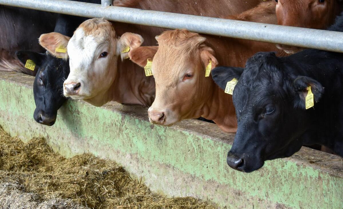Nicht alle Rassen eignen sich gut für die intensive Grossviehmast.