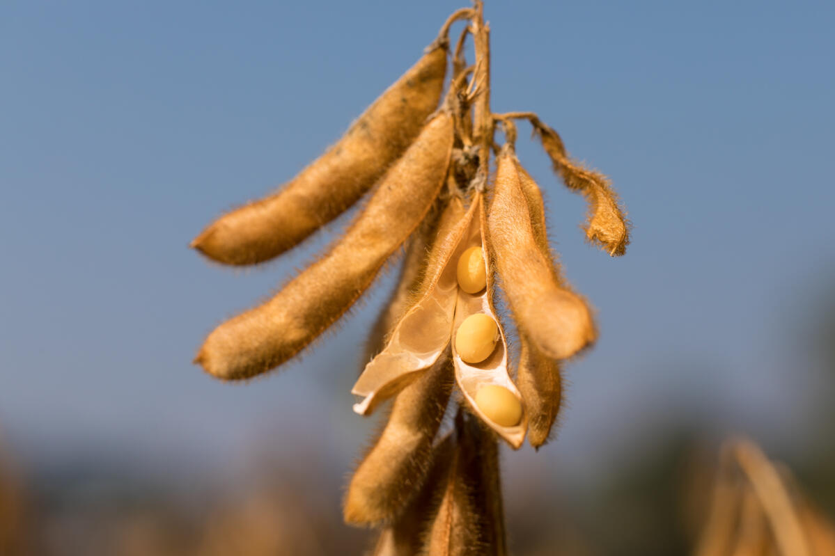 Die Sojabohne ist sehr wertvoll aufgrund ihres hohen Eiweissgehaltes. 