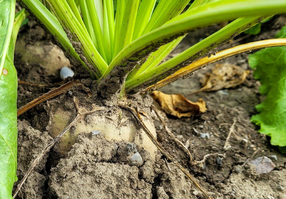 L’eau et le sucre constituent les éléments principaux de la betterave. 