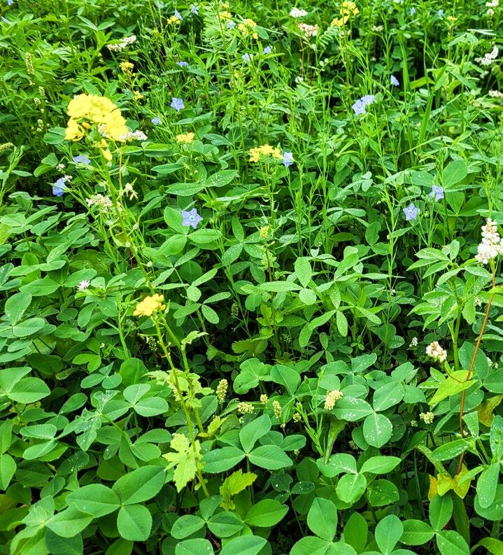 Les engrais verts préviennent les pertes d’éléments nutritifs occasionnées par le lessivage. 