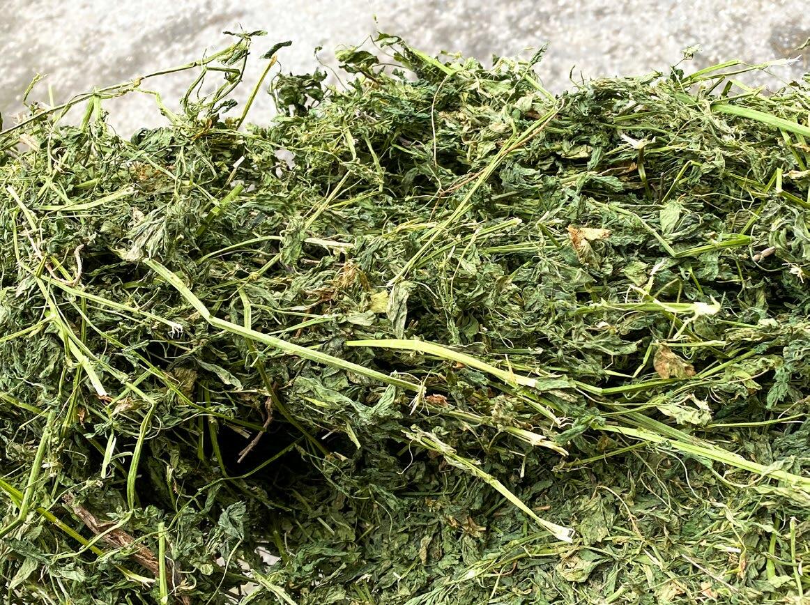 La luzerne déshydratée représente environ 40 % du mélange sans ensilage des vaches bio dans l’exploitation Val Bio Farms.