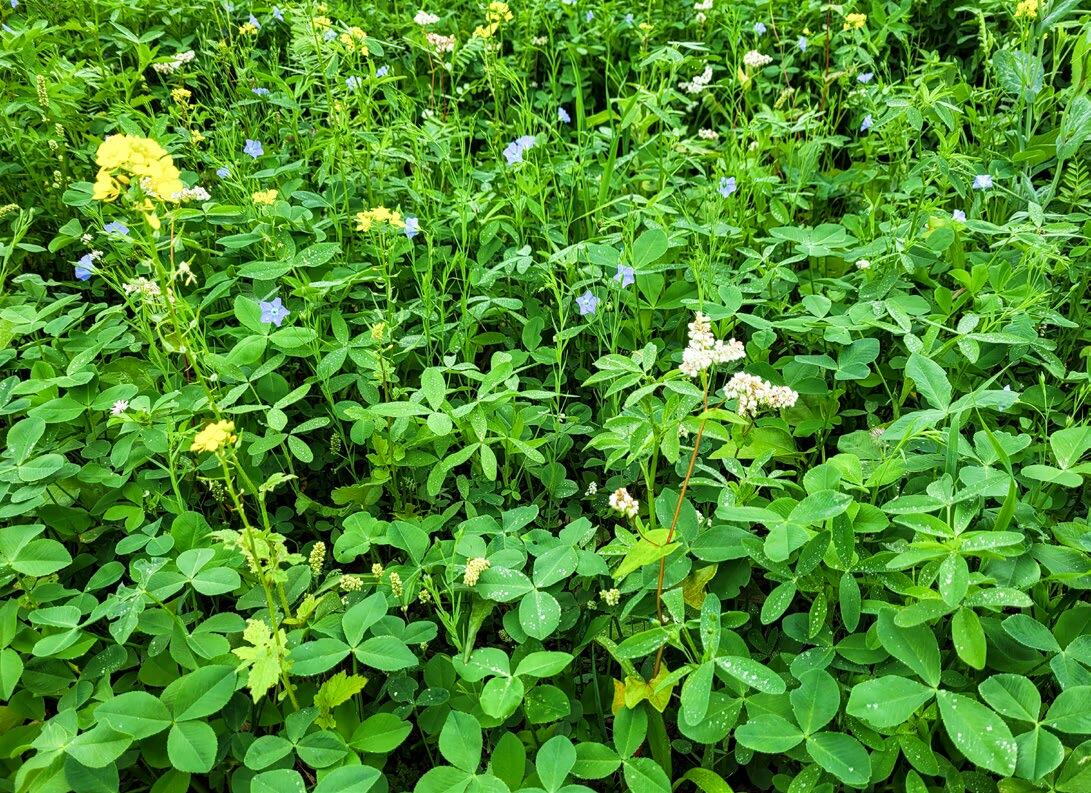 Gründüngungen schützen vor Nährstoffverlusten durch Auswaschung.