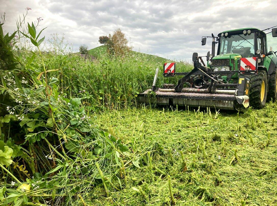 Pour une bonne utilisation de l’azote, il est conseillé de pailler le mélange d’engrais verts. 