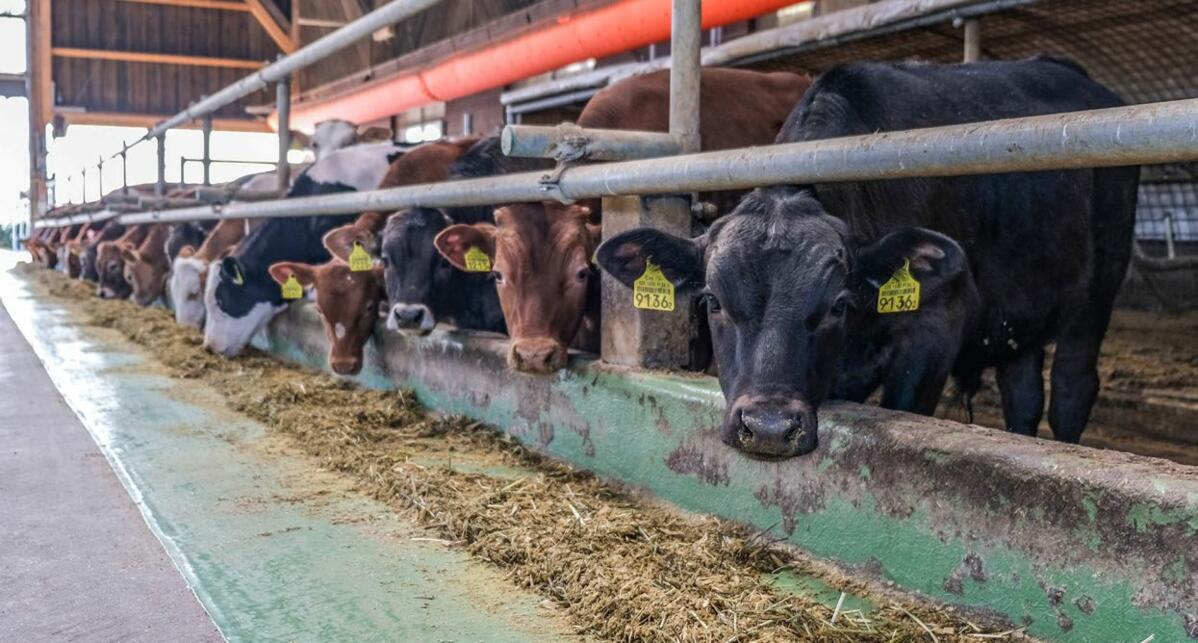 Die Versorgung der Masttiere mit Mineralstoffen verhilft zu besseren Tageszunahmen und steigert das Tierwohl.