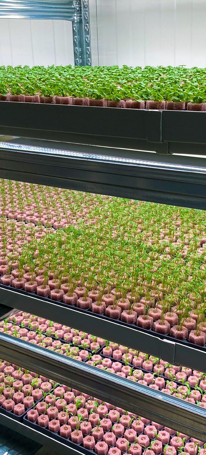Dans l’installation pilote de la start-up Yasai, les herbes aromatiques sont cultivées en trois dimensions. L’approvisionnement artificiel en lumière, e...