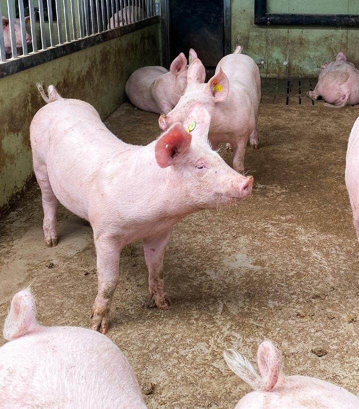 Der Versuch auf UFA-Bühl bestätigt, dass ein höherer Einsatz von Fasern nicht geringere Mastleistungen bedeutet.