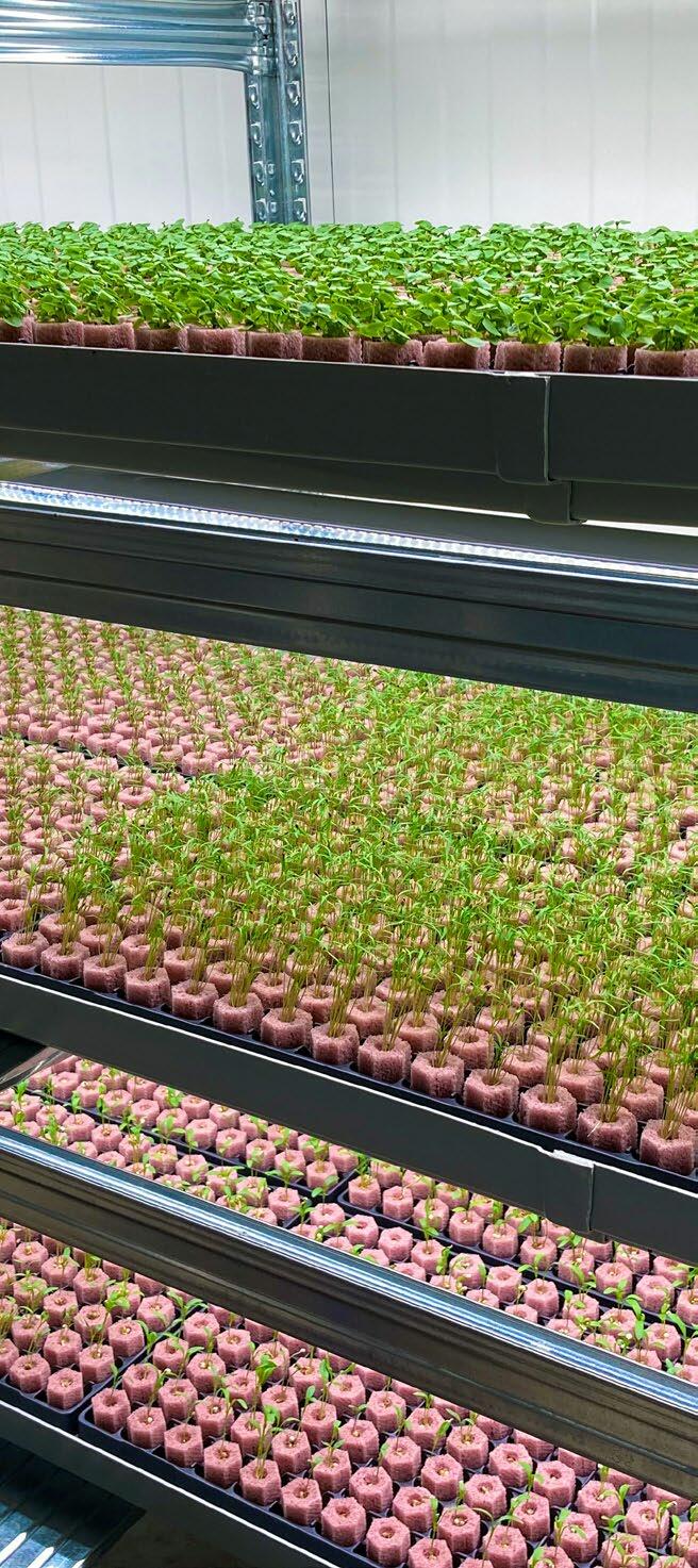 In der Pilotanlage des Start-up-Unternehmens Yasai werden Kräuter in drei Dimensionen angebaut. Durch die künstliche Versorgung mit Licht, Wasser und Nä...