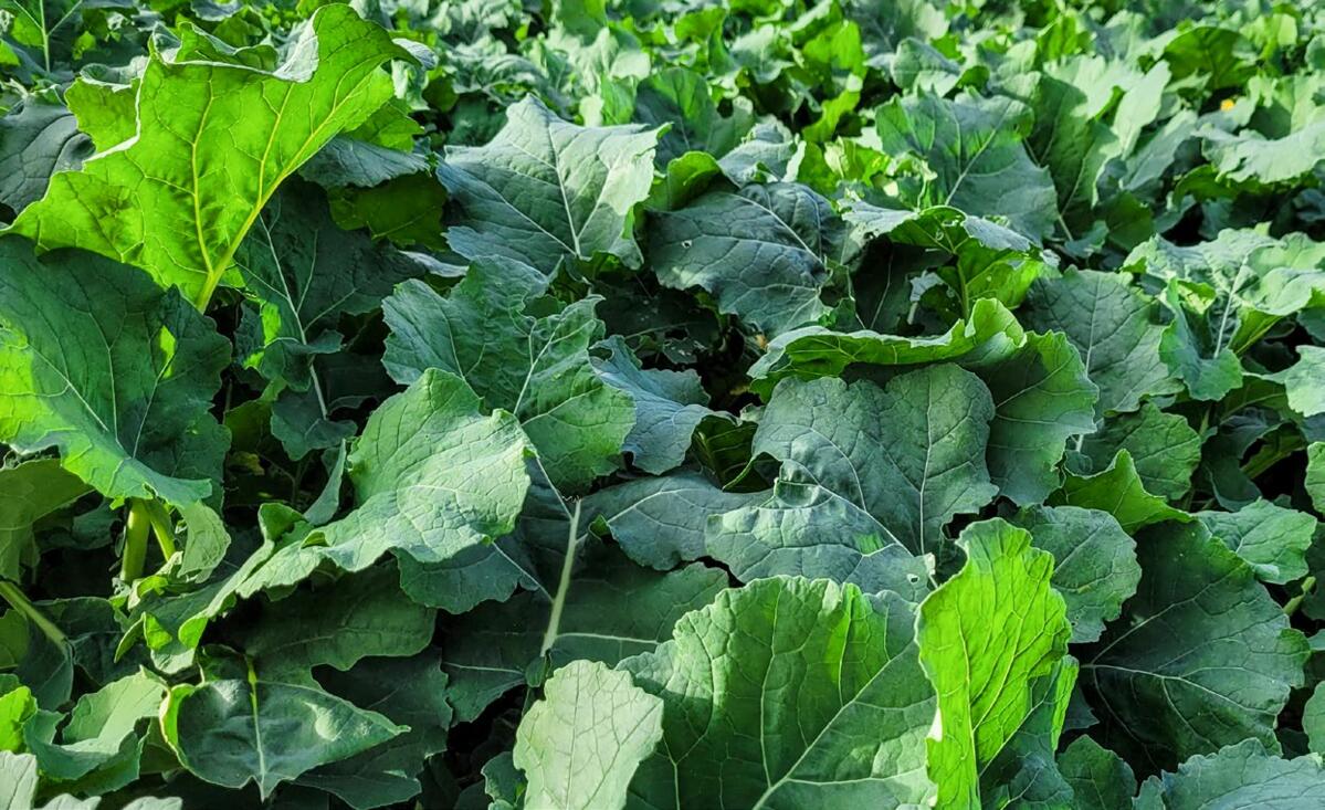 Pendant les stades initiaux de développement, les feuilles sont les principaux organes de réserve de la plante.