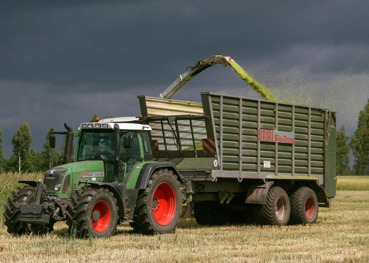 L’ensilage de plantes entières est récolté environ deux à trois semaines avant que les céréales ne soient réellement prêtes à être battues.